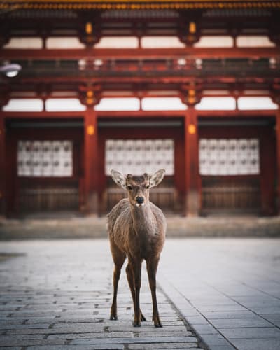 #Nara
