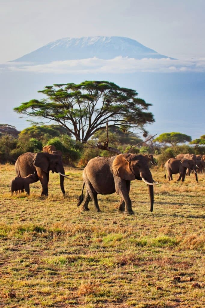 Safari & Faune